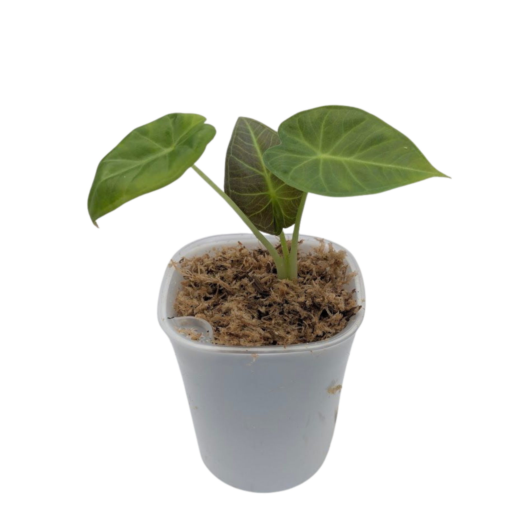 Baby Alocasia Odora Regal Shields 7
